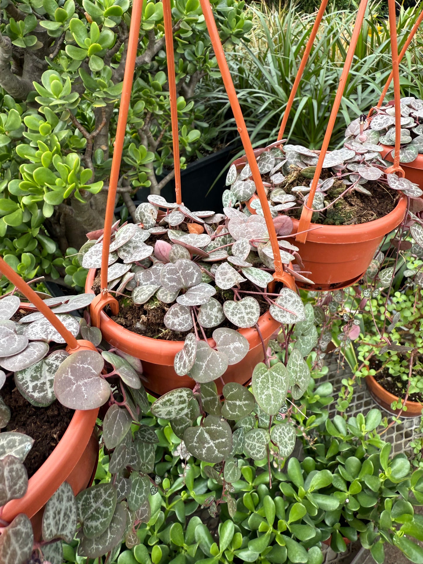 Ceropegia woodii – String of Hearts