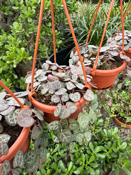 Ceropegia woodii – String of Hearts