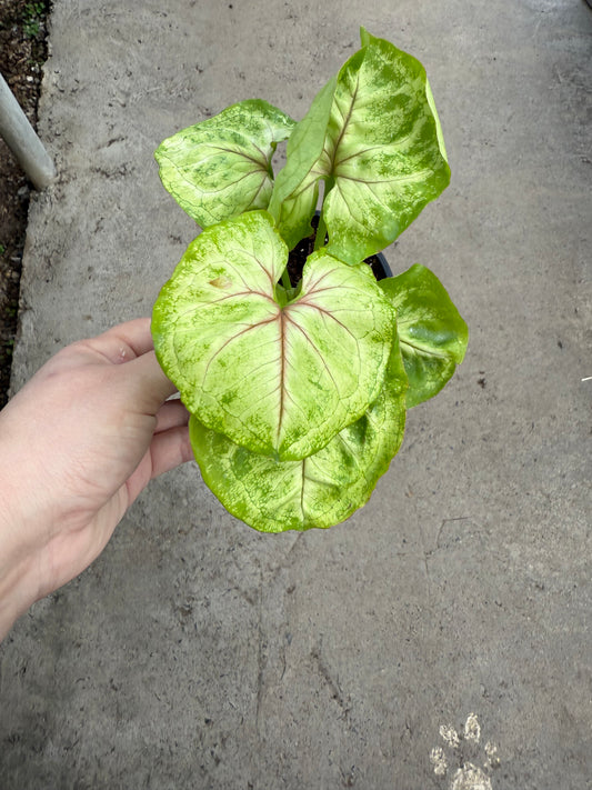 Syngonium 'Sierra Kiwi Delight'