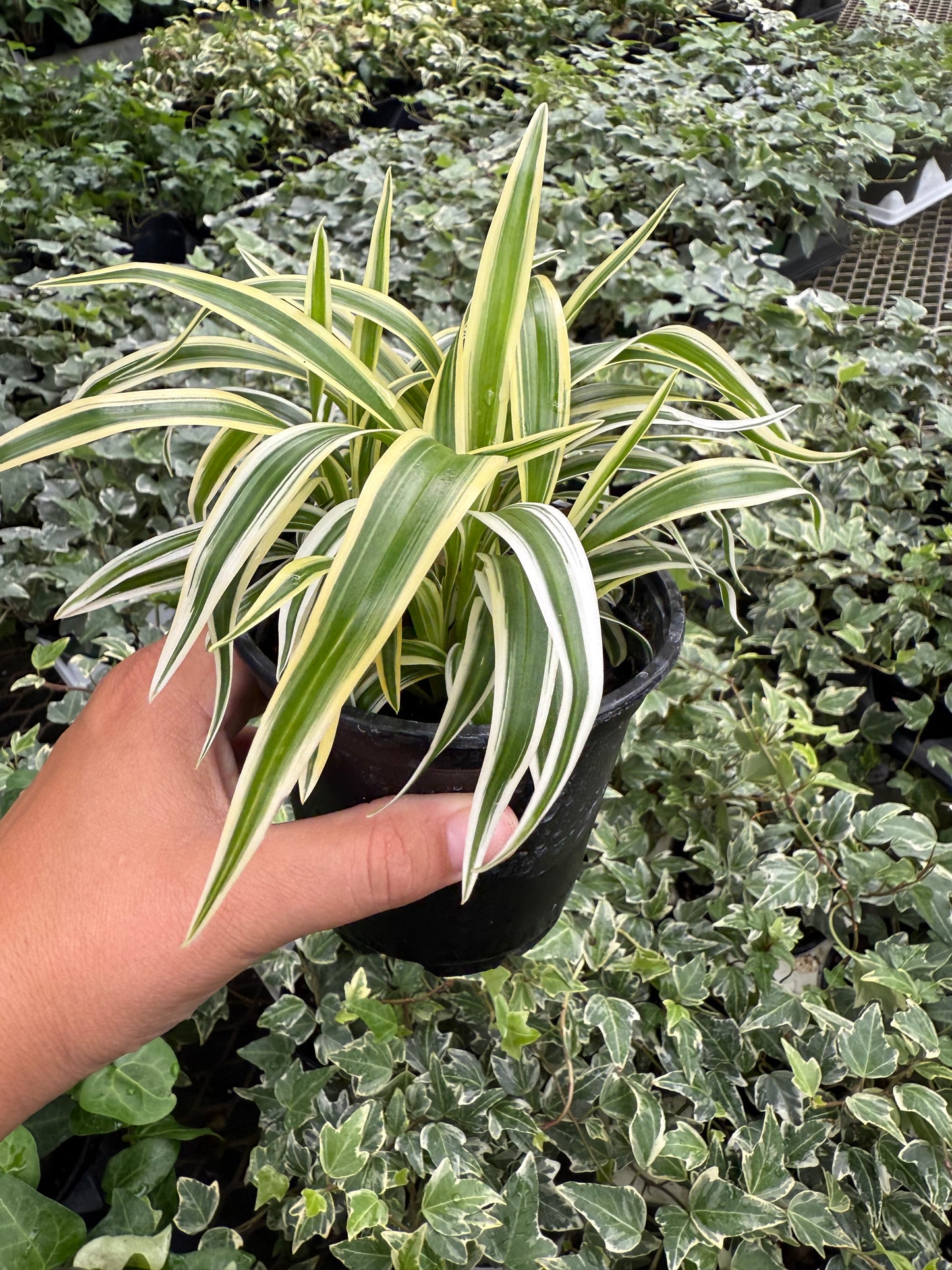 Reverse Chlorophytum