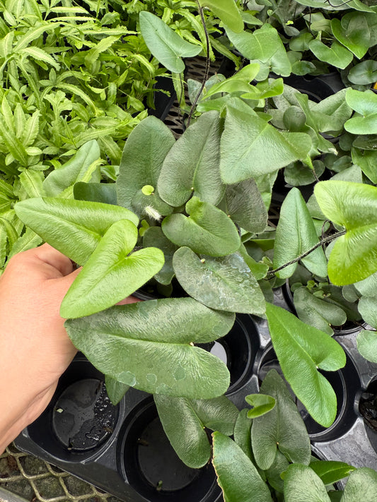 Hemionitis arifolia "Heart Ferns"