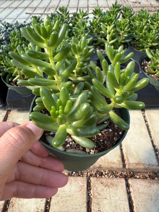 Sedum rubrotinctum ‘Jelly Bean Plant’