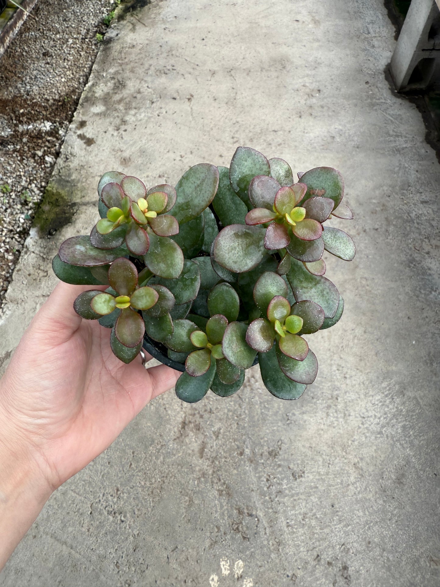 Crassula ovata ‘Hummel’s Sunset