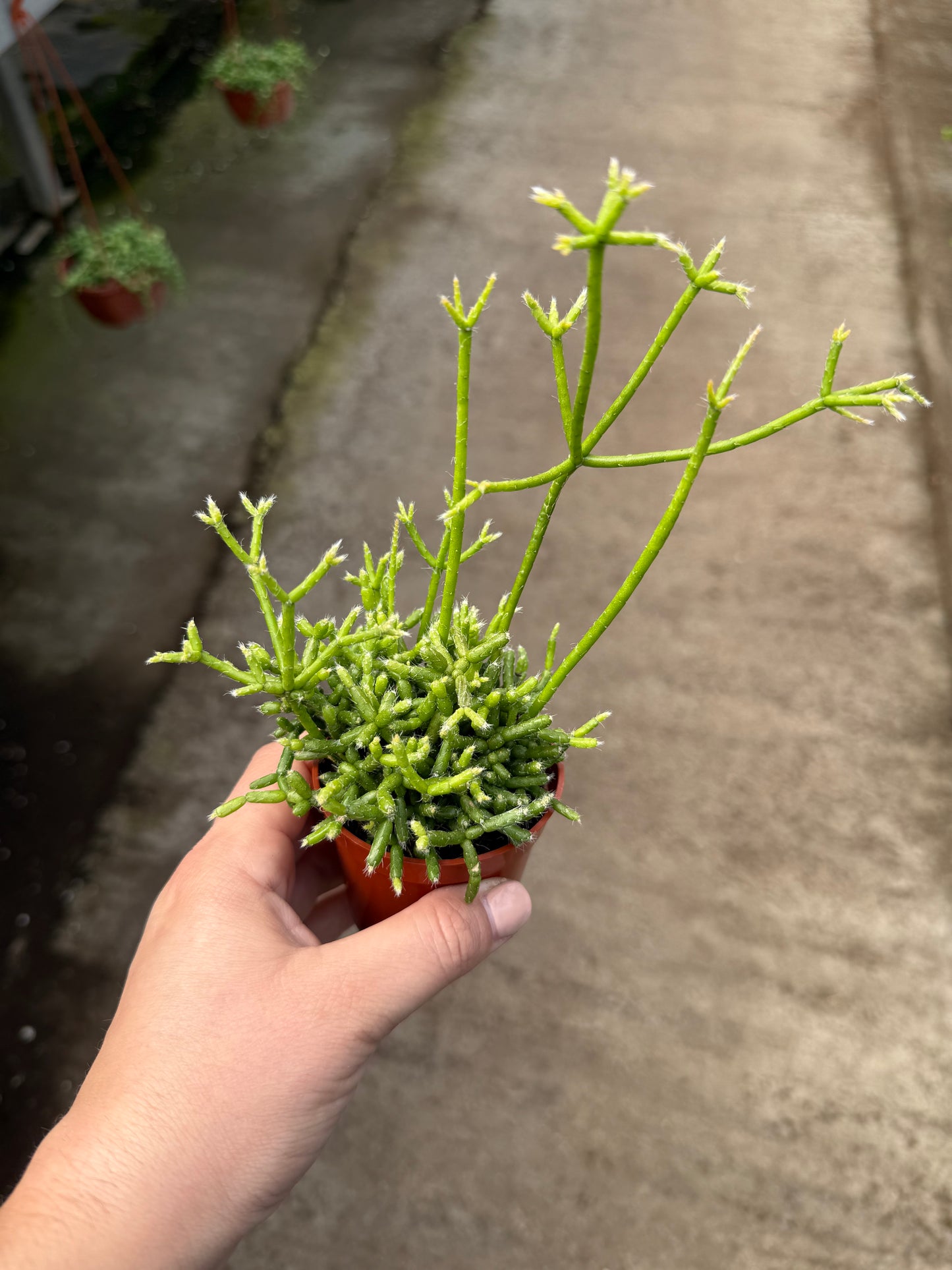 Rhipsalis Cereuscula