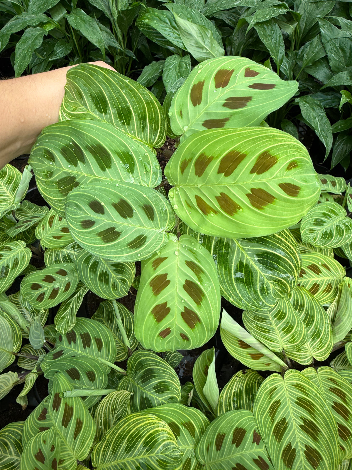 Maranta Gold Maranta Gold Lines - Prayer Plant | Plante de Prière Lignes Dorées | La ...