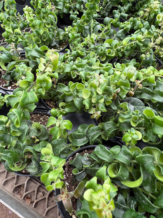 Aeschynanthus Mona Lisa- Rasta Lipstick Plant