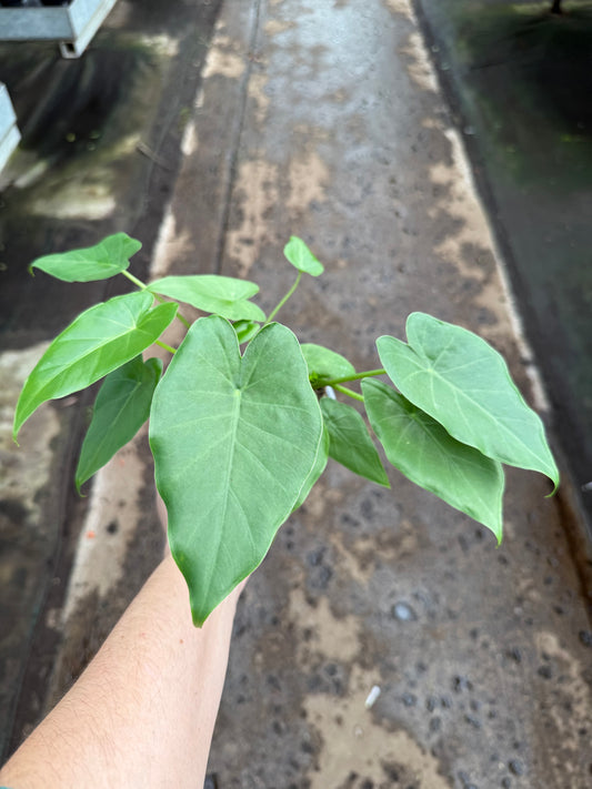 Alocasia odora « California »