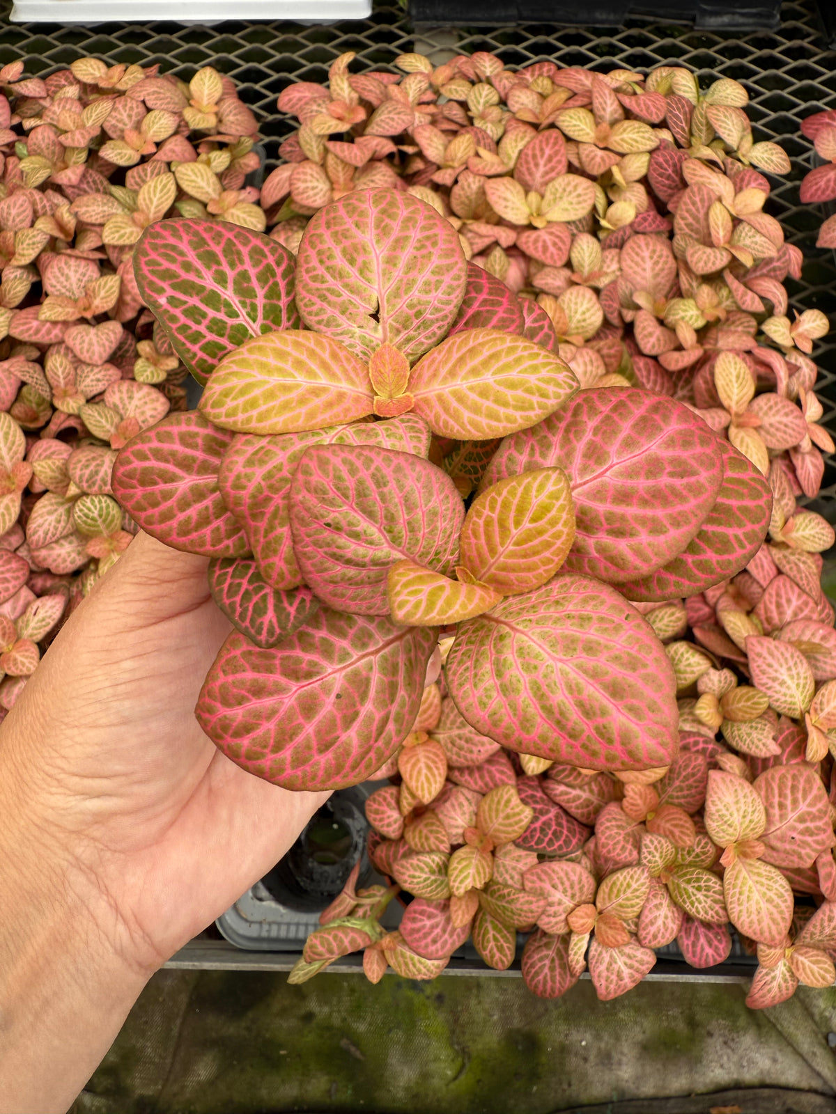 Fittonia « Pink Forest Flame »