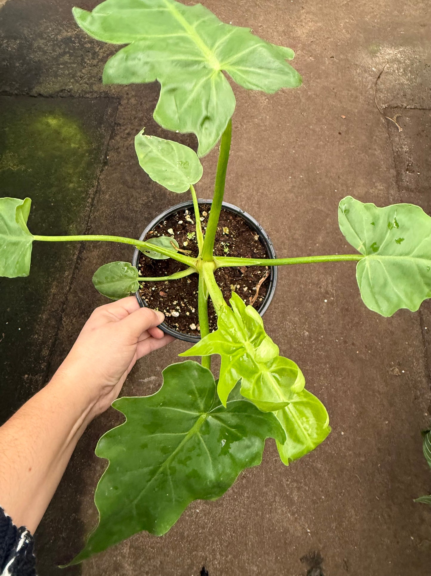 Philodendron melinonii Ghost