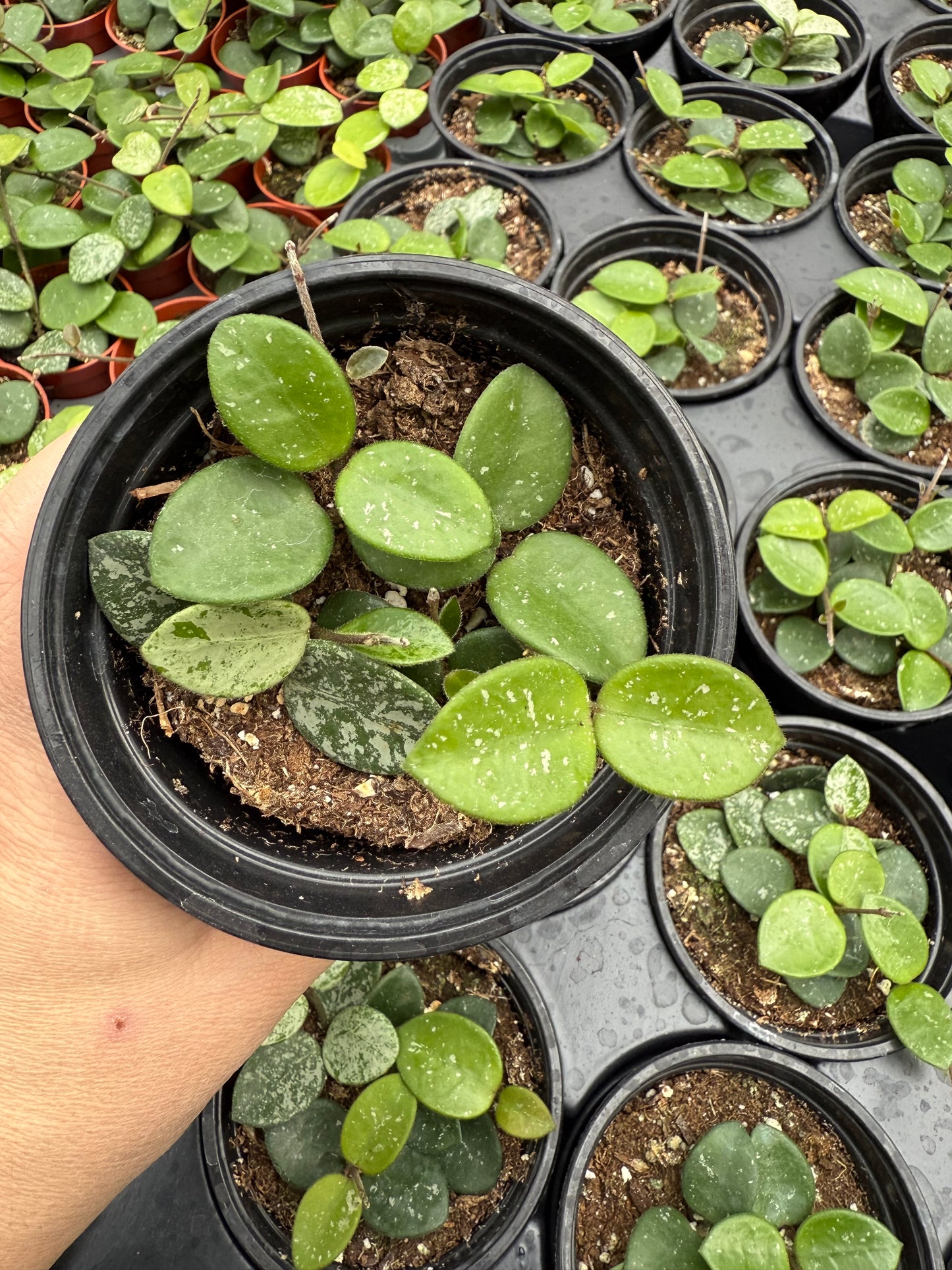 Hoya 'Mathilde Splash'