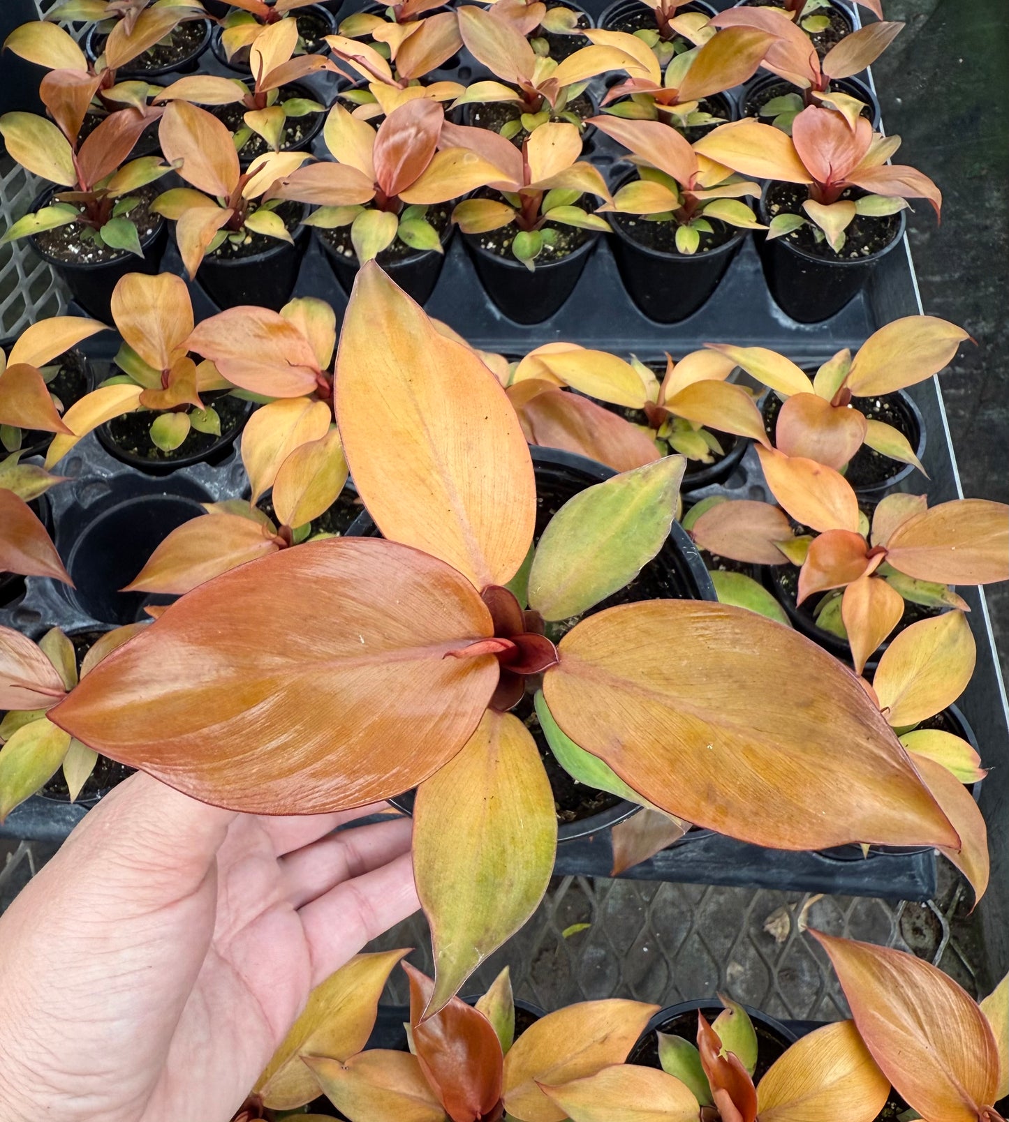 Philodendron ‘McColley’s Finale’