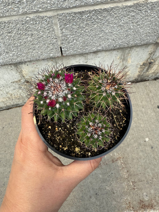 Mammillaria polymilda-gensis