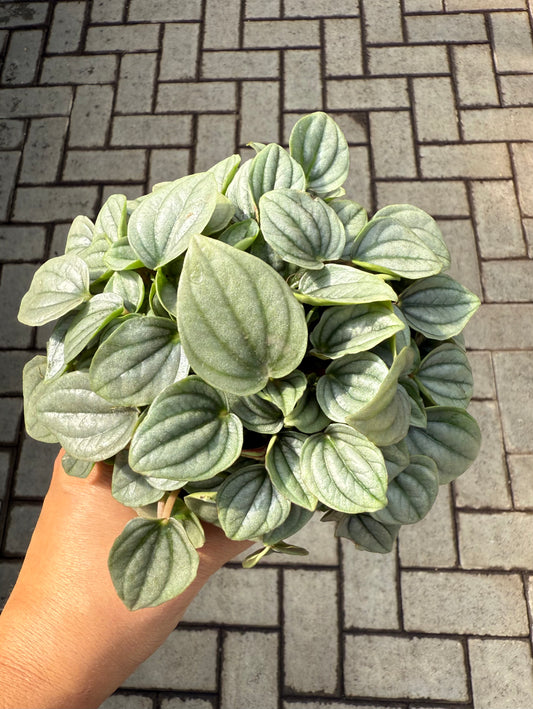 Peperomia “Napoli Nights”
