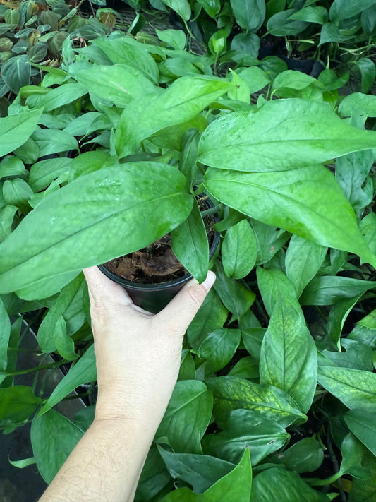 Epipremnum pinnatum ‘Baltic Blue’