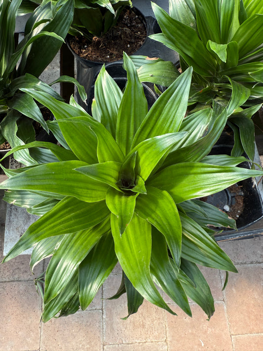 Dracaena “Janet Craig”