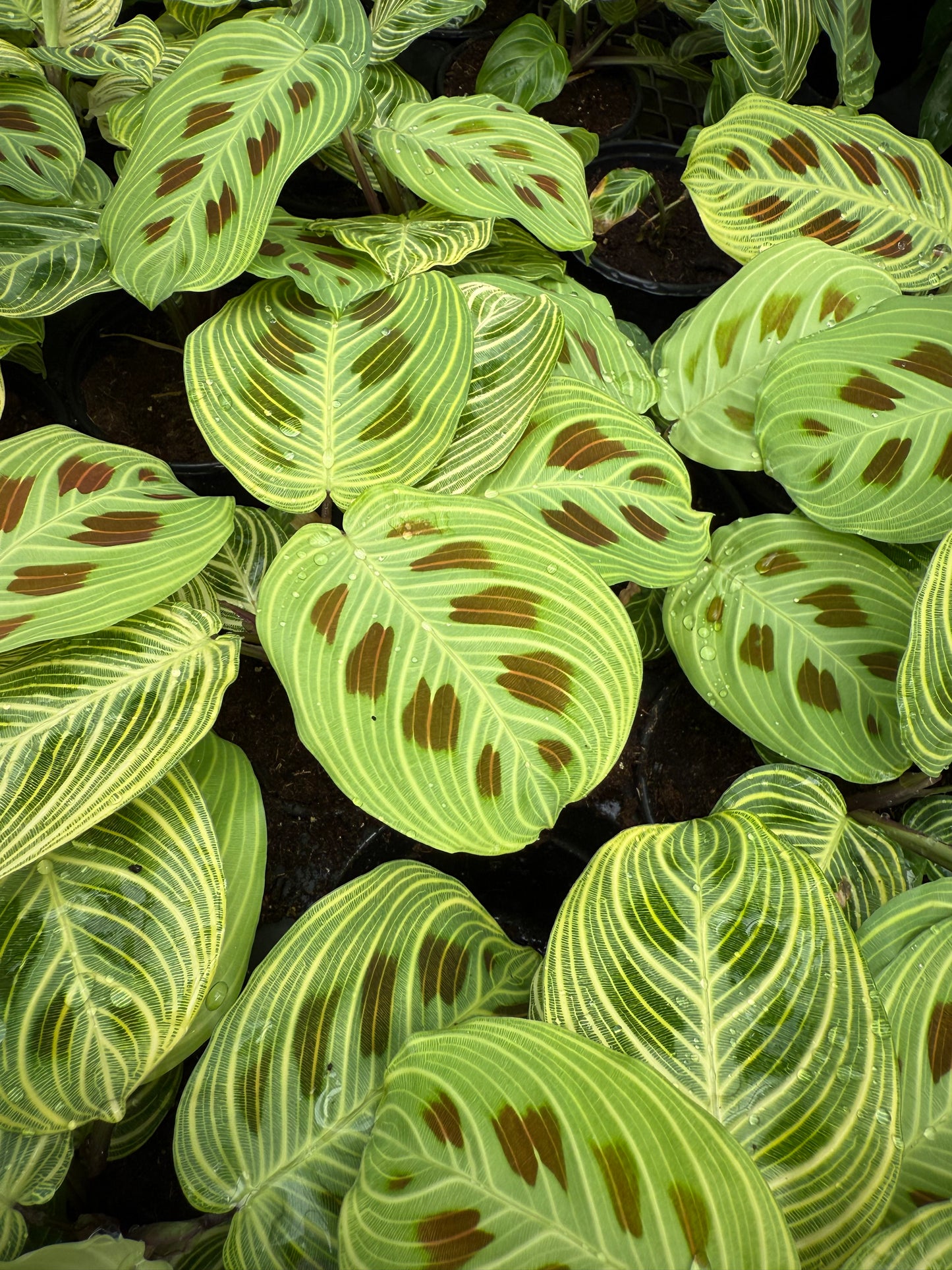Maranta ´Gold Lines’