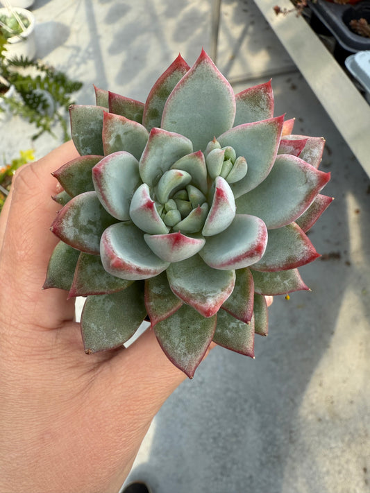 Echeveria ‘Hanabijin’