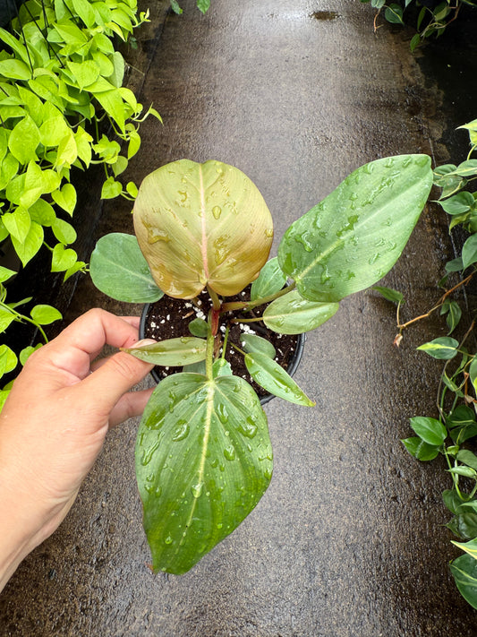 Philodendron ‘Summer Glory’