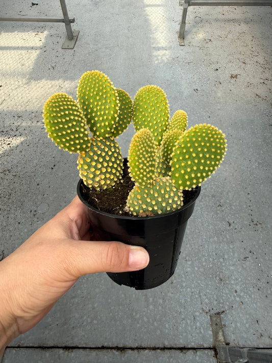 Opuntia microdasys ‘Pallida’