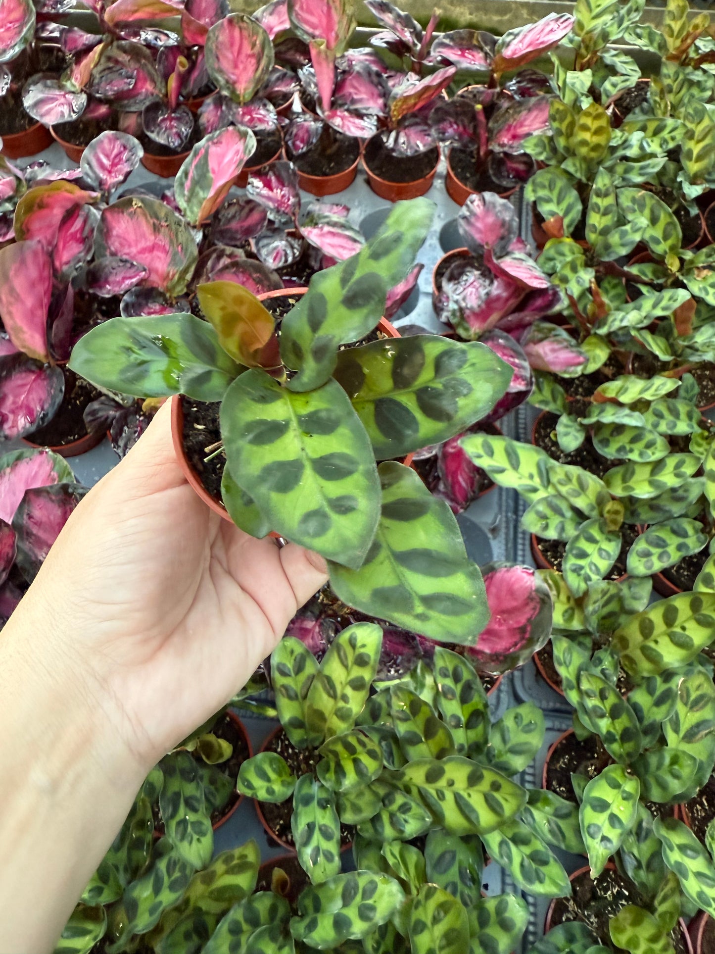 Calathea lancifolia "Rattlesnake"