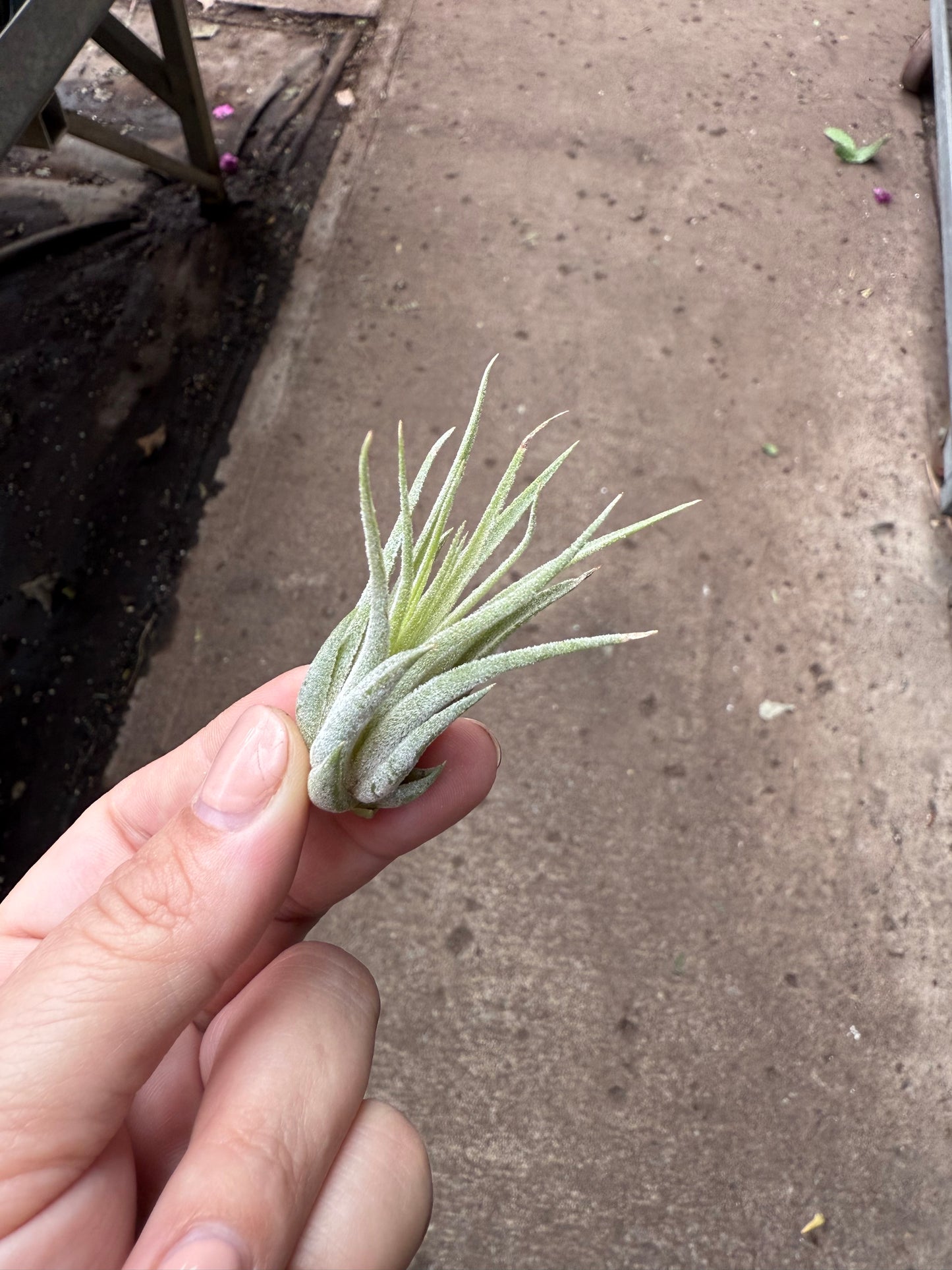 Tillandsia Ionantha ‘Scaposa’