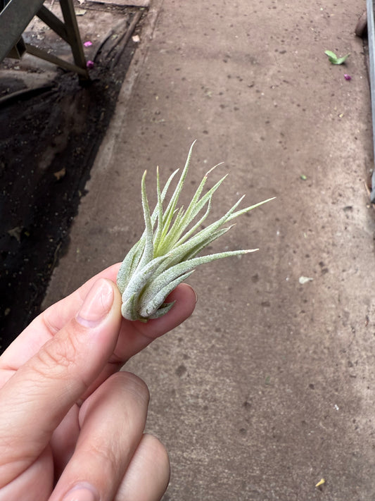 Tillandsia Ionantha ‘Scaposa’