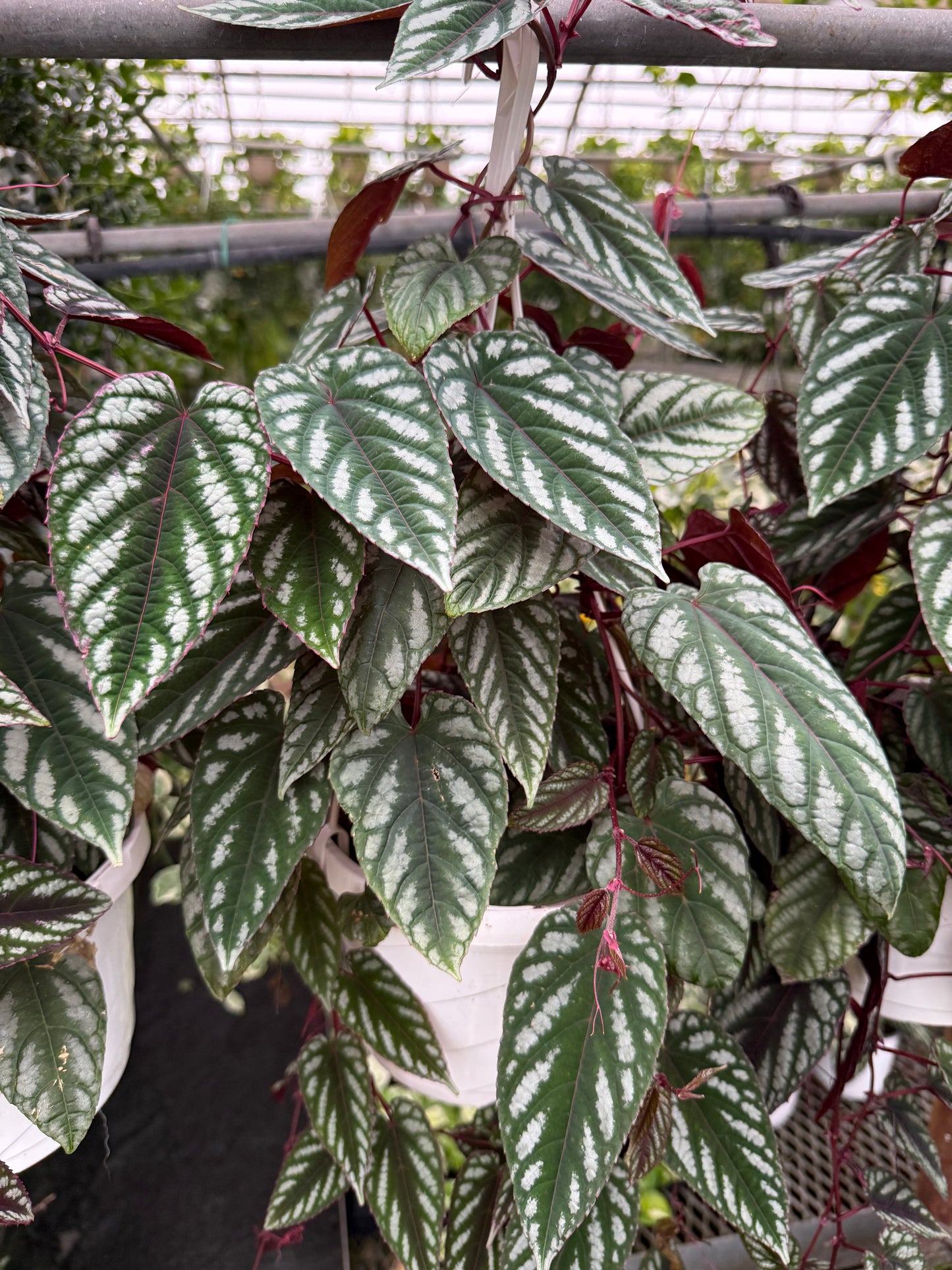 Cissus ´Discolor’