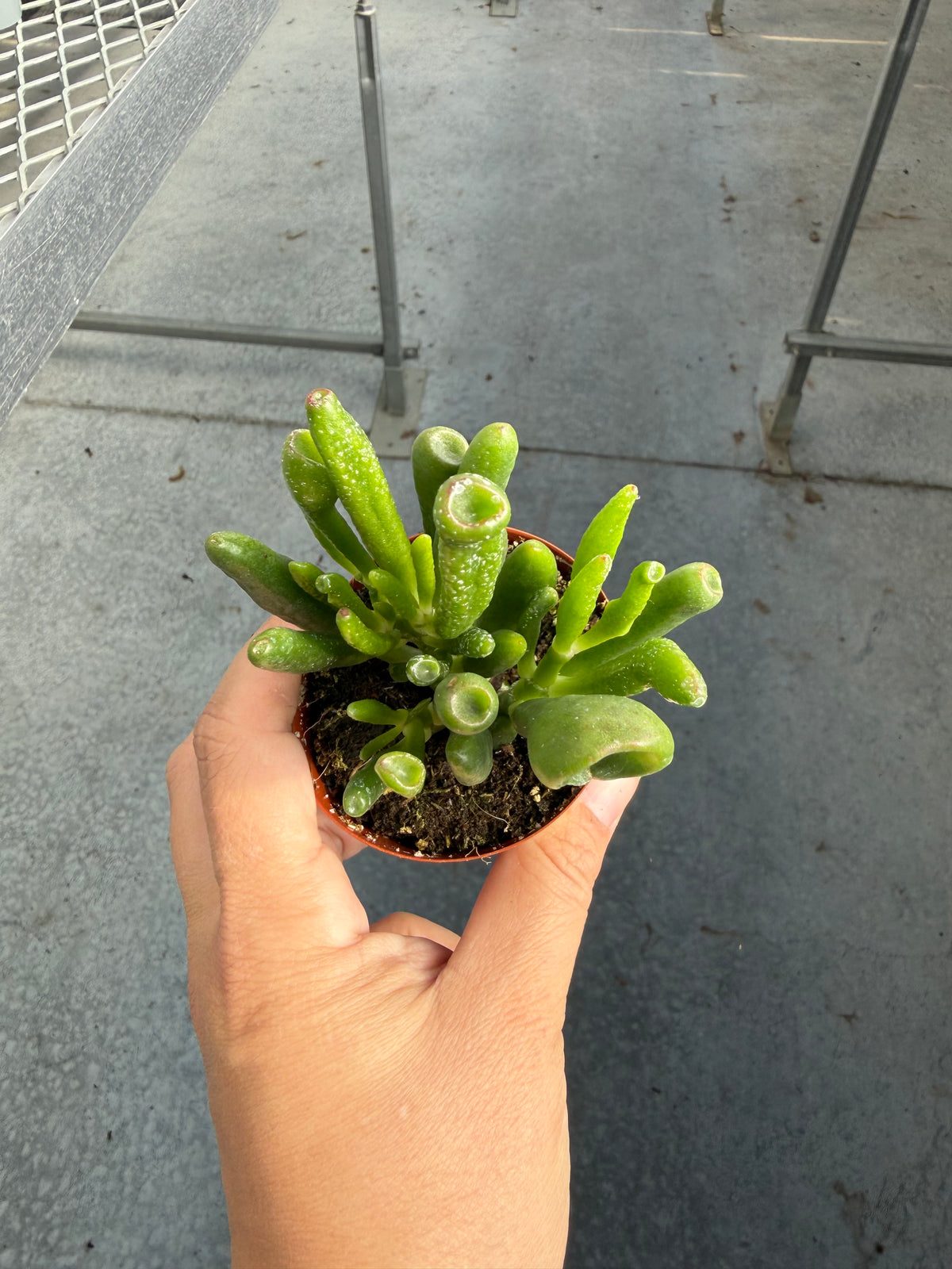 Crassula ovata ‘Horn Tree’