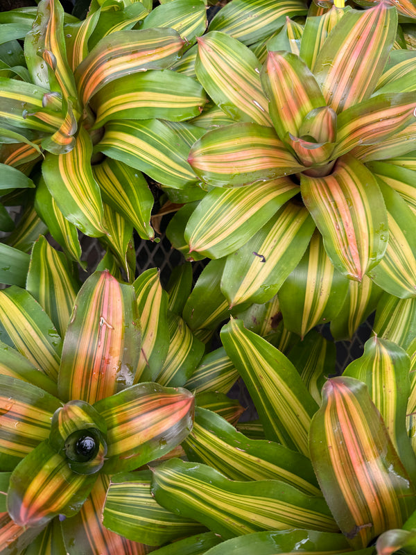 Bromeliad -Neoregelia ‘Freddy’