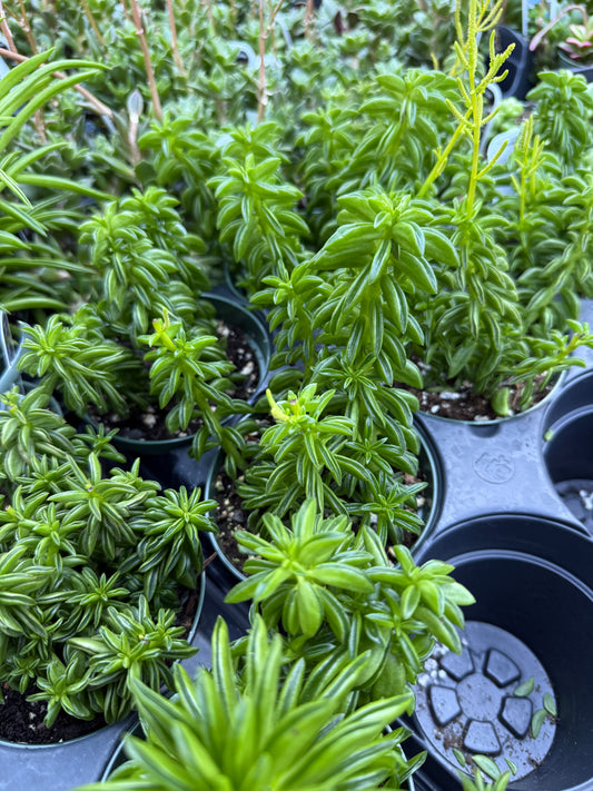 Peperomia ‘Taco Leaf’