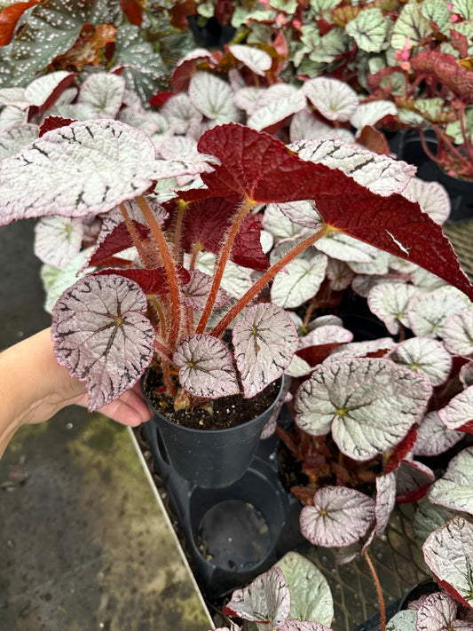 Begonia Rex  ‘Argent Rose’