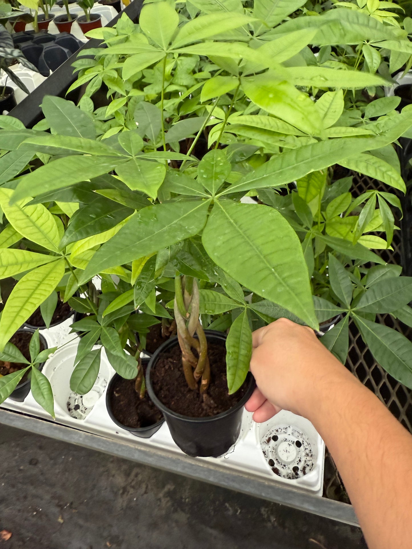 Pachira aquatica ‘Tressé’ – Money Tree Braid (Mini)