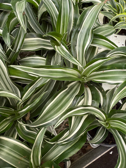 Dracaena ‘White Surprise'