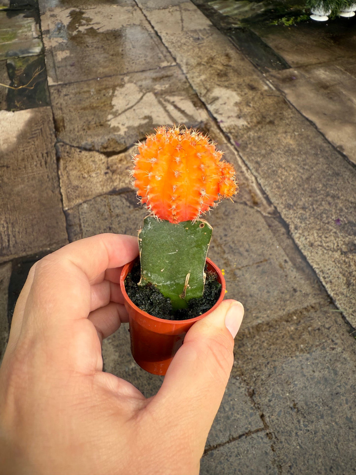 Cactus- Grafted