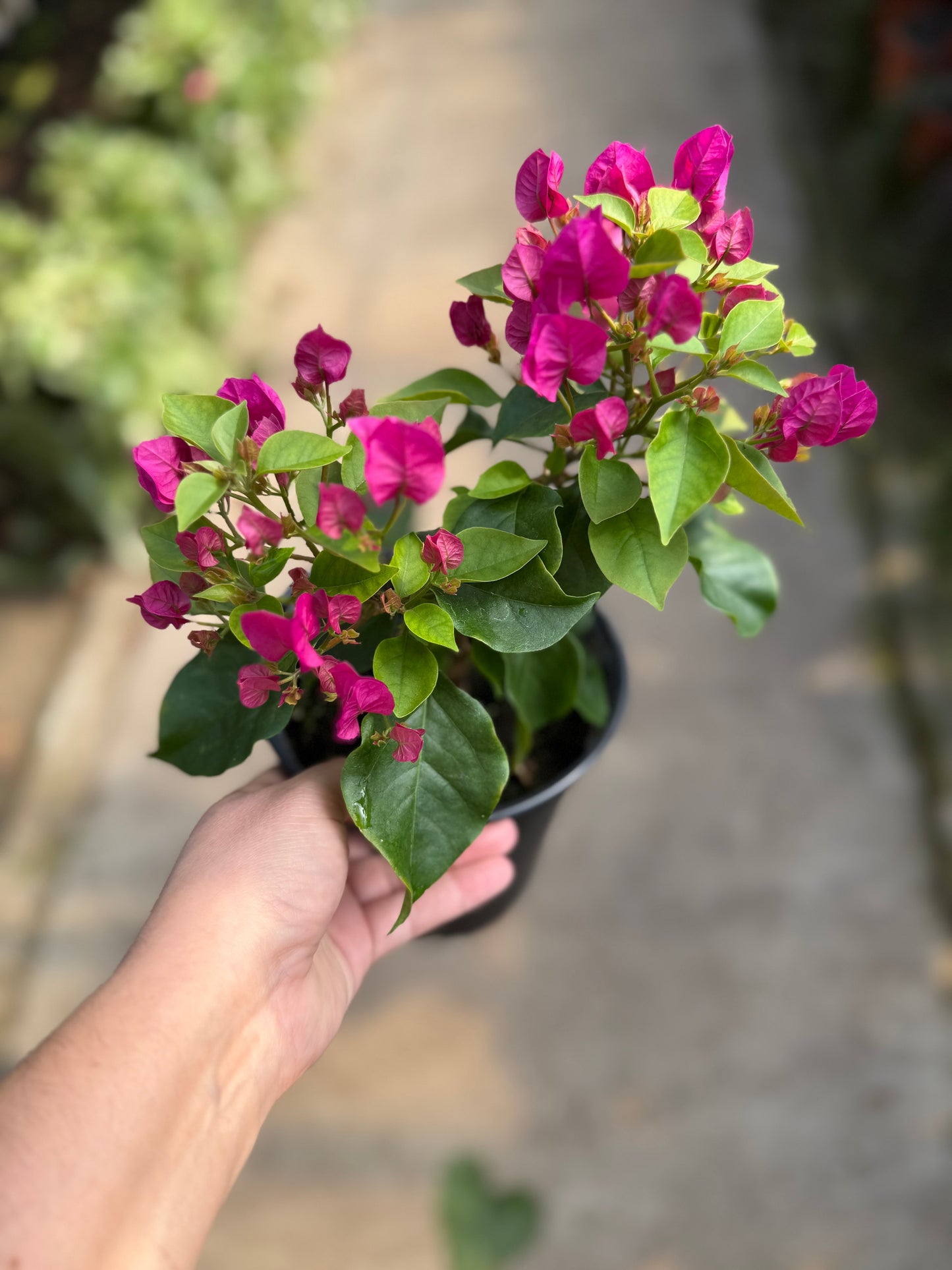 Bougainvillier