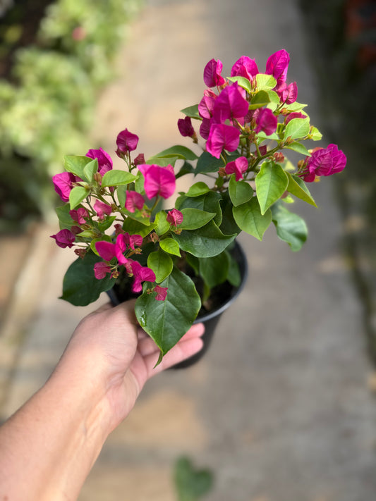 Bougainvillea