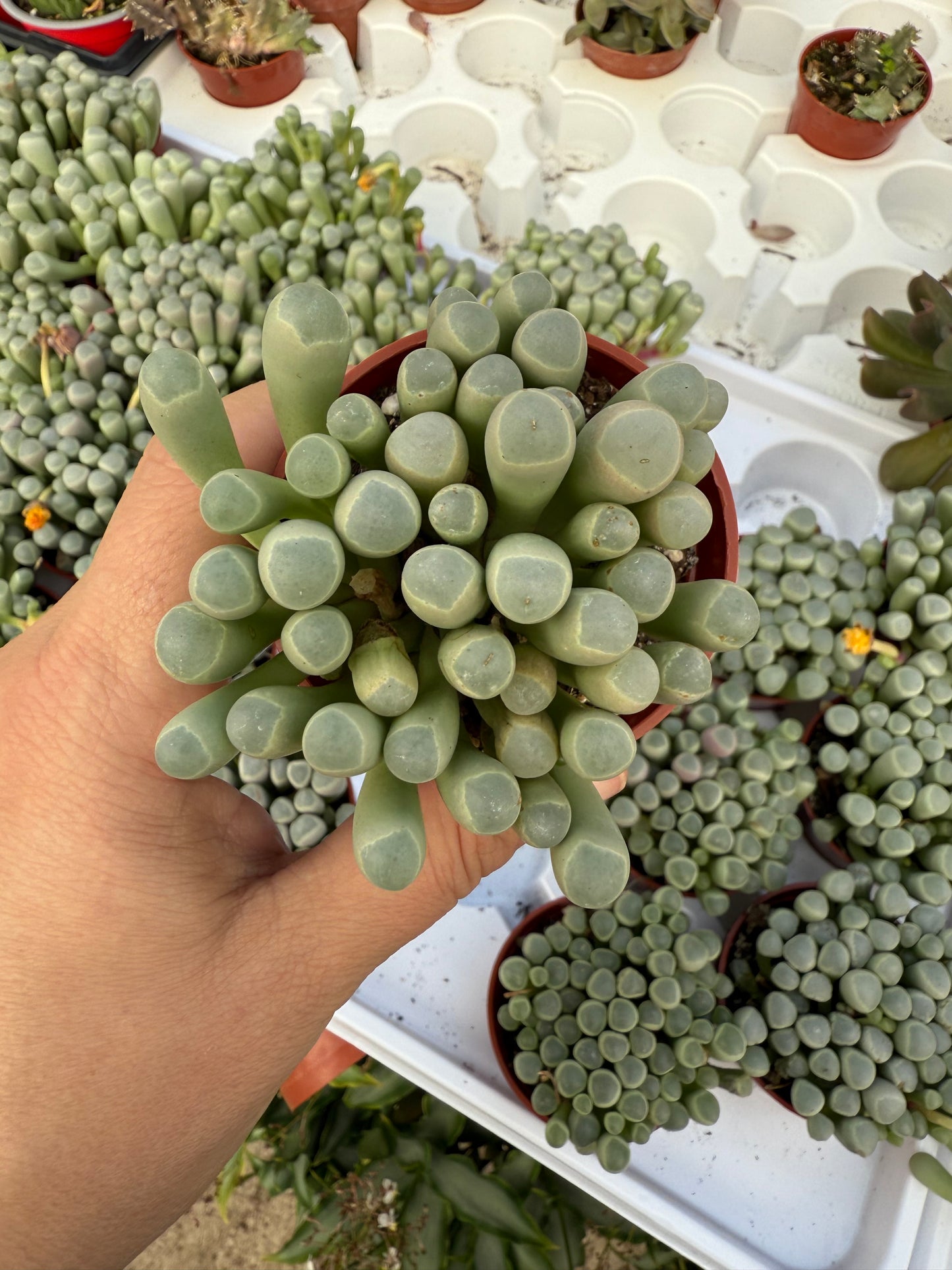 Fenestraria rhopalophylla ‘Baby Toes’