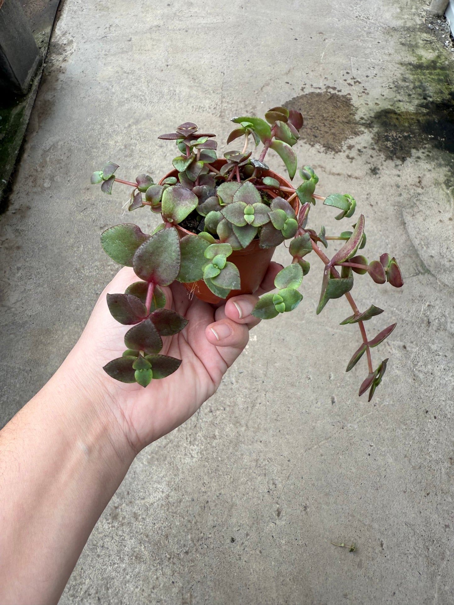 Callisia Repens