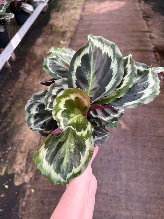 Calathea ‘Medallion
