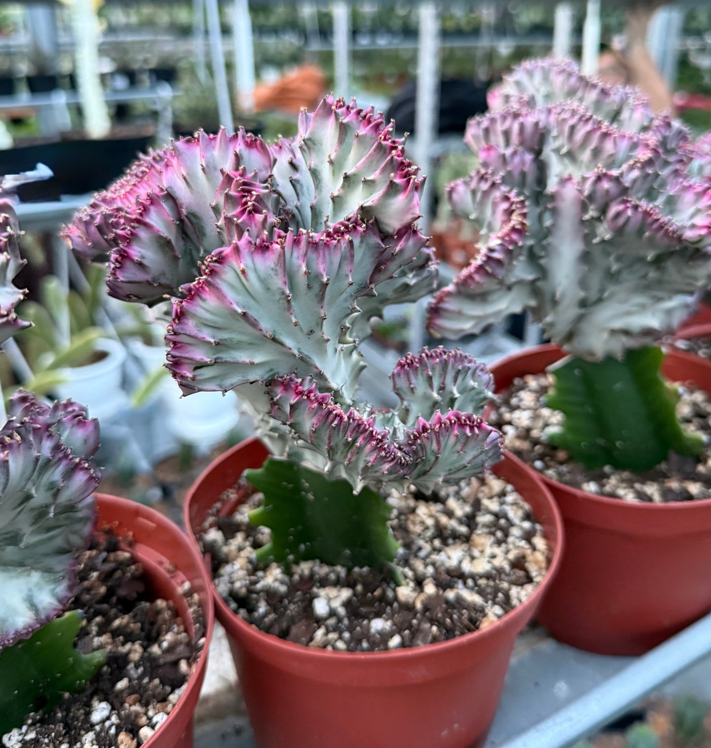 Euphorbia ‘Coral Rose’