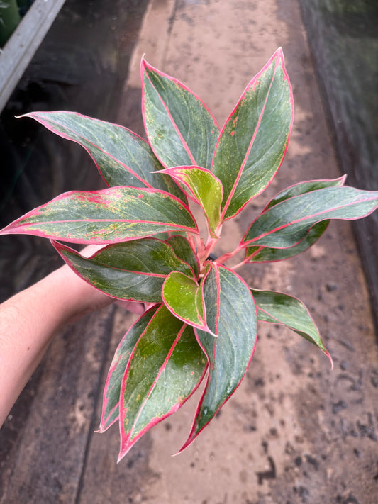 Aglaonema ‘Siam Aurora’
