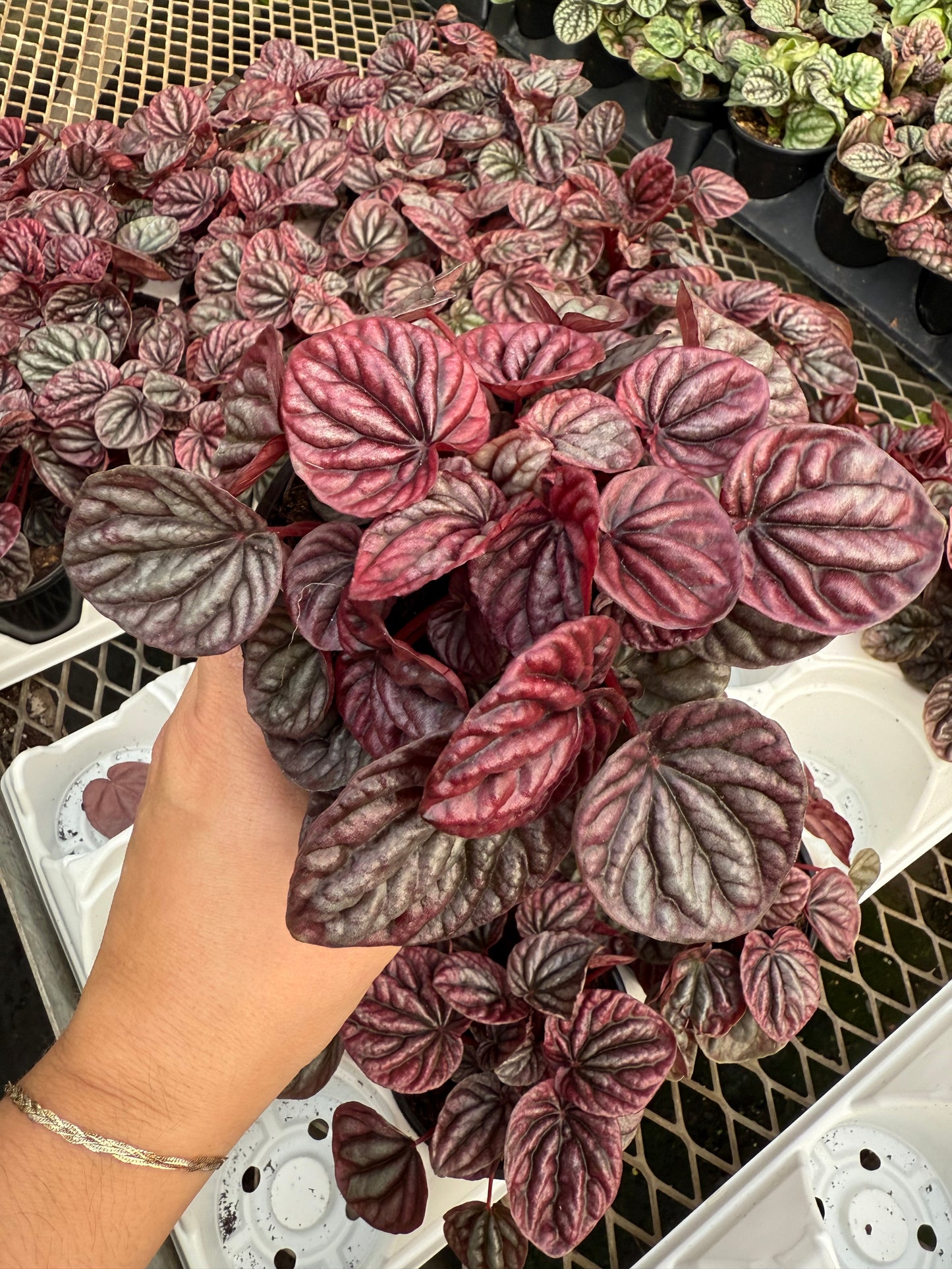 Peperomia caperata 'Luna Red'