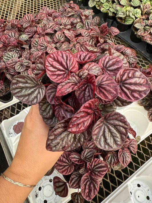 Peperomia caperata ‘Luna Red’