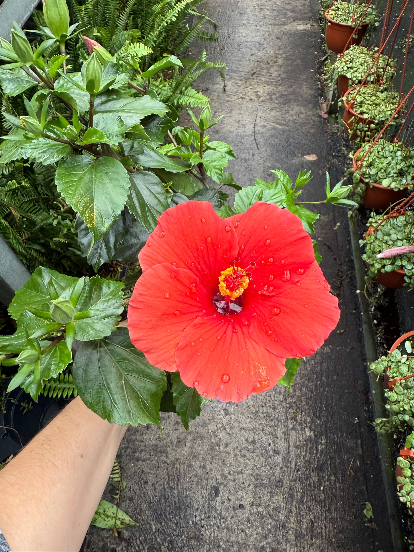 Hibiscus