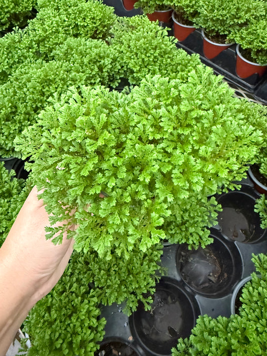 Fern Selaginella emmeliana