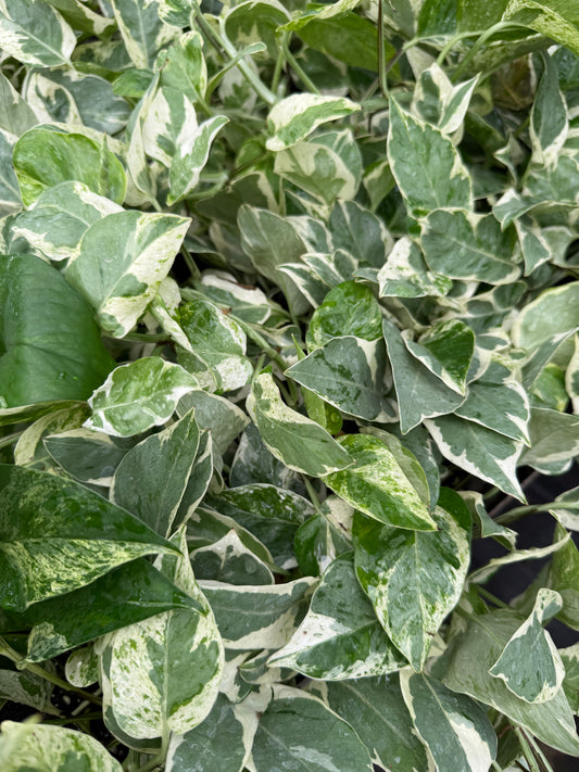 Pothos "Pearls & Jade”