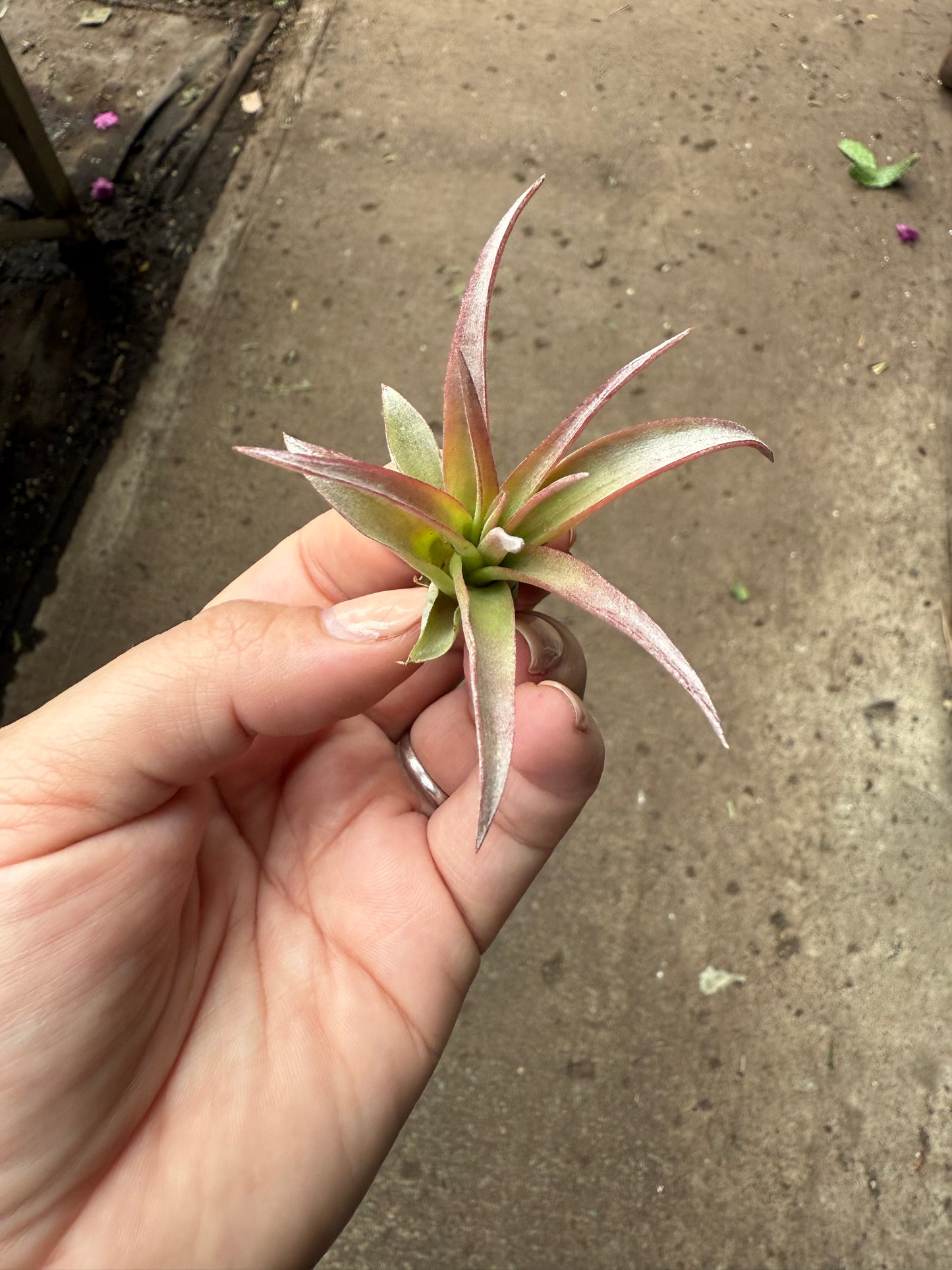 Tillandsia Brachycaulos