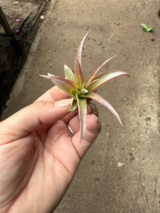 Tillandsia Brachycaulos