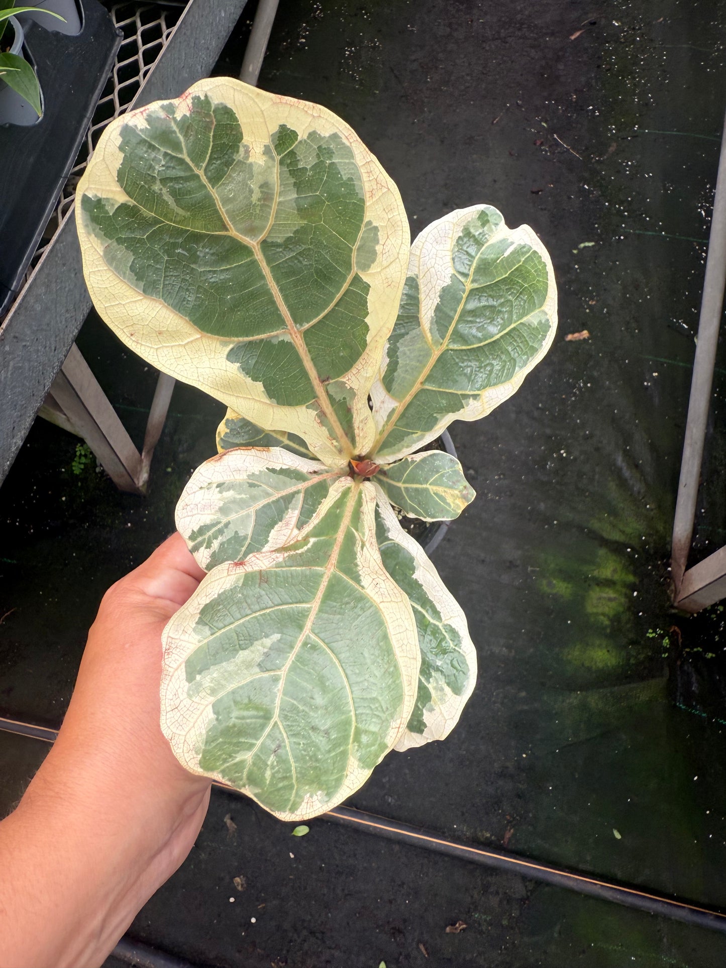 Ficus lyrata panaché