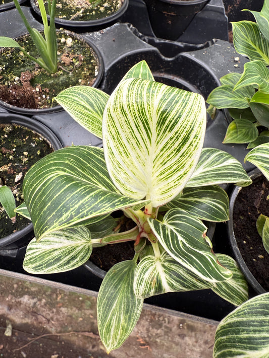 Philodendron ‘Birkin’
